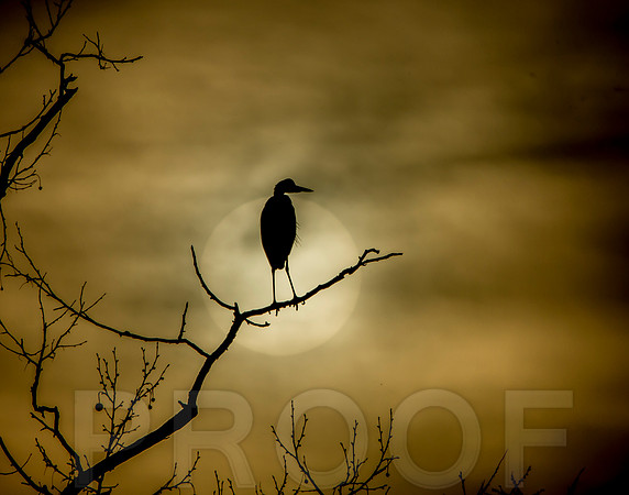 Sentinel
