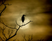Sentinel