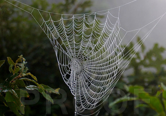 Natures Necklace